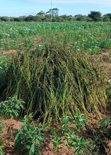 msakufarm's tweet photo. Kama utazingatia vizuri kwenye zao la ufuta kwa Acre uvune kuanzia 500kg kwenda juu. Wastani kama utauza kwa 2900Tsh/kg wastani una 1,450,000Tsh. https://t.co/no6iJiL2F9