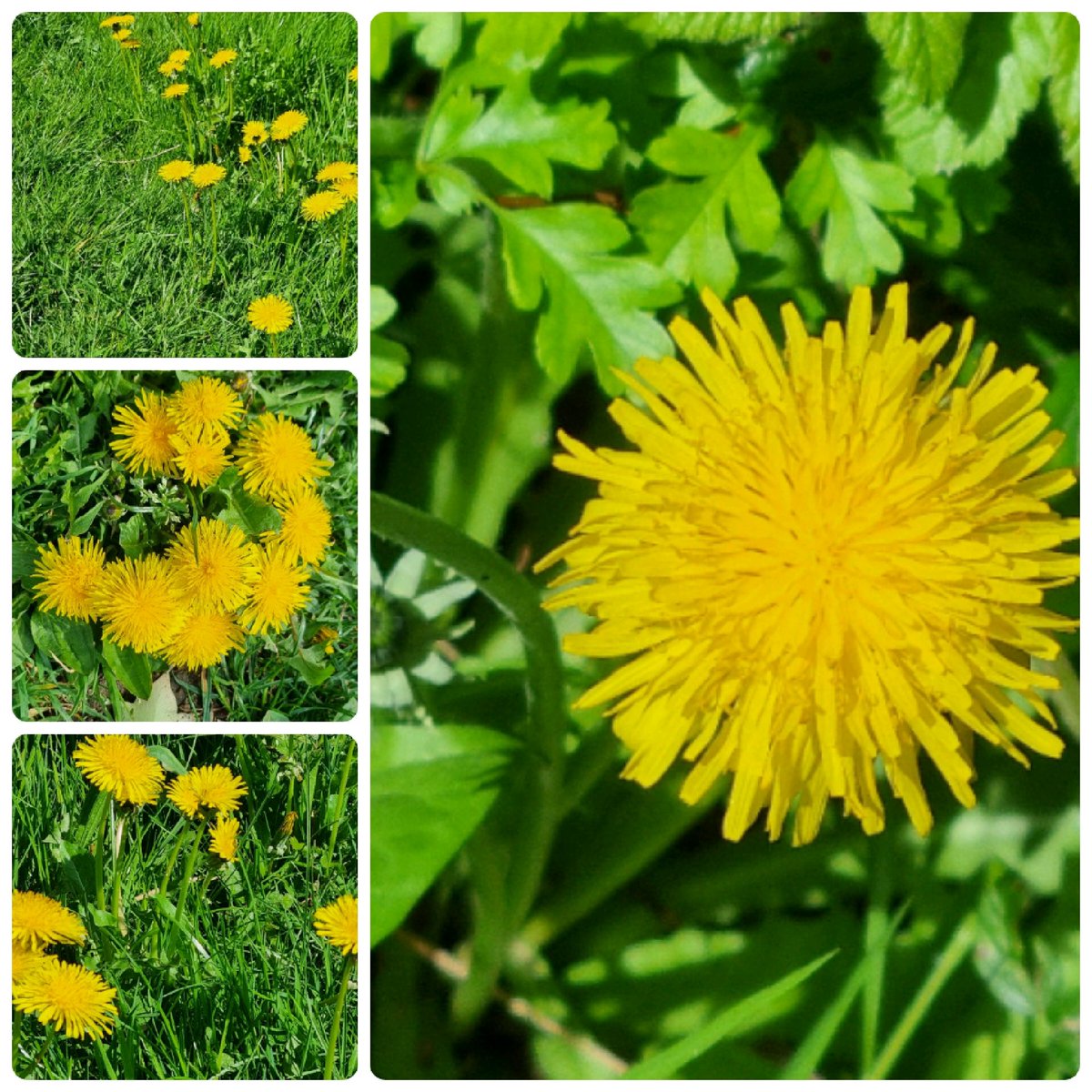 <a href="/DandelionAppre1/">Dandelion Appreciation Society</a>