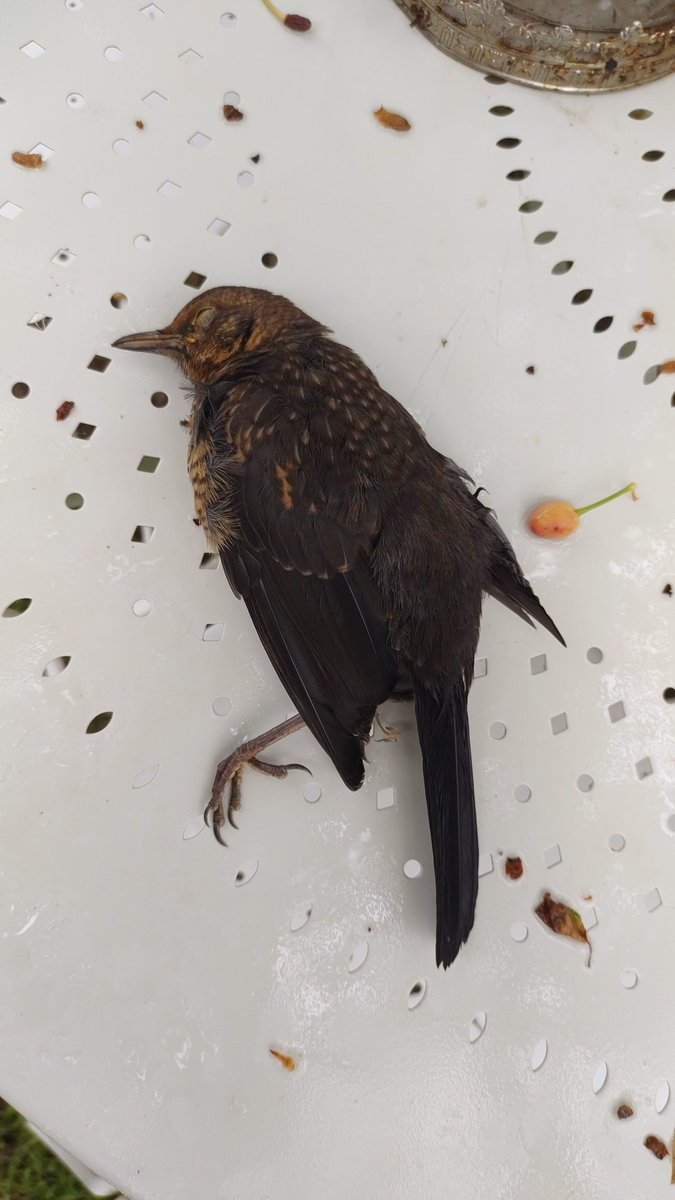 Britt Heck =:-) Punkstafarmer ♀️ tweet media