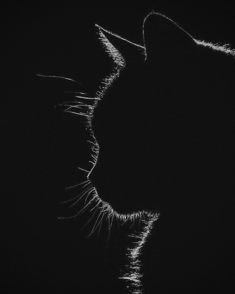 eruptiong's tweet photo. #WonderfulCat #ExcellentCat #GreayCat #КрасивоеФотоКошки #ЗамечательнаяКошка https://t.co/JhkM3QTMzU https://t.co/ZGa0iAAG8i