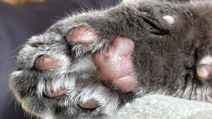 見てくださいこの愛らしい肉球を!!! 