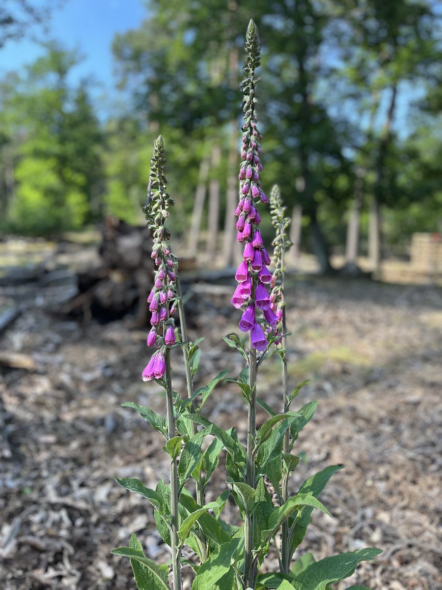 Guten Morgen ihr Lieben 🫶 
Habt einen erholsamen Sonntag 🌸☕️☕️🌺👋🙋‍♂️