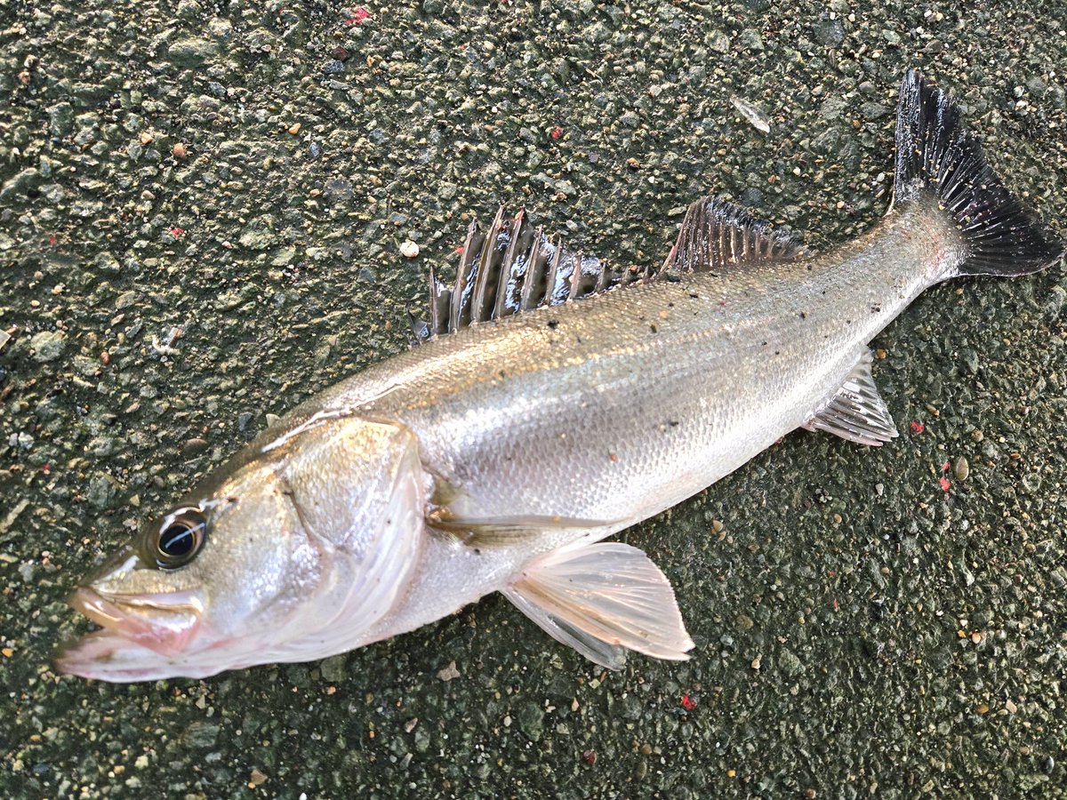 デイシーバス！

強烈なエラ洗い、
グッドコンディションの45cm。

魚の顔が見られるだけで嬉しい😊

#勢田川