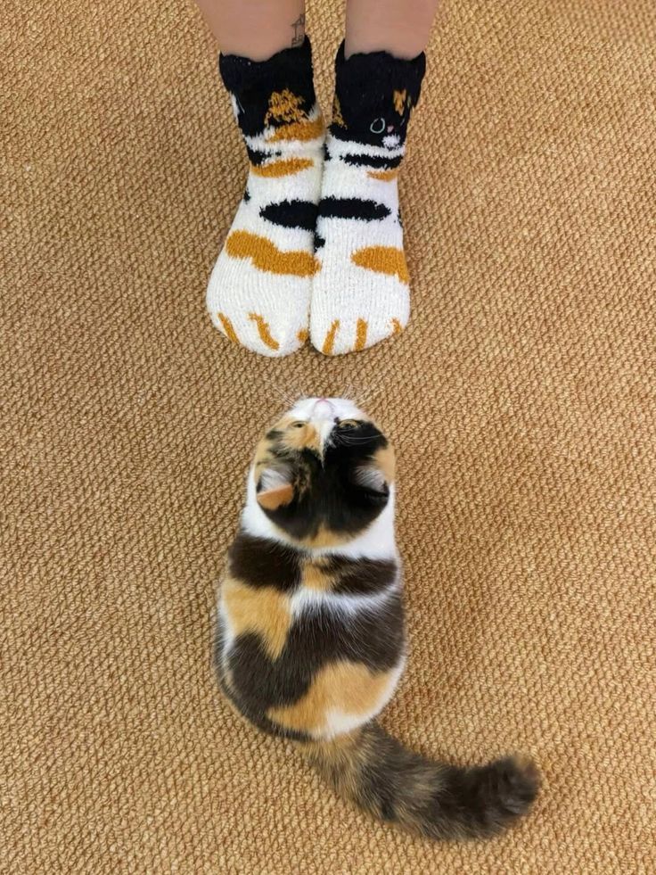 Posts Of Cats tweet media