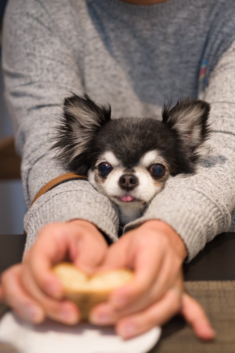 creamu's tweet image. 今日は新しく開拓した、ペットも行けるフレンチランチ。2月にできたばかりで、オーナーシェフも素敵な方で美味しく楽しめました。

#french #daikanyama #代官山ランチ