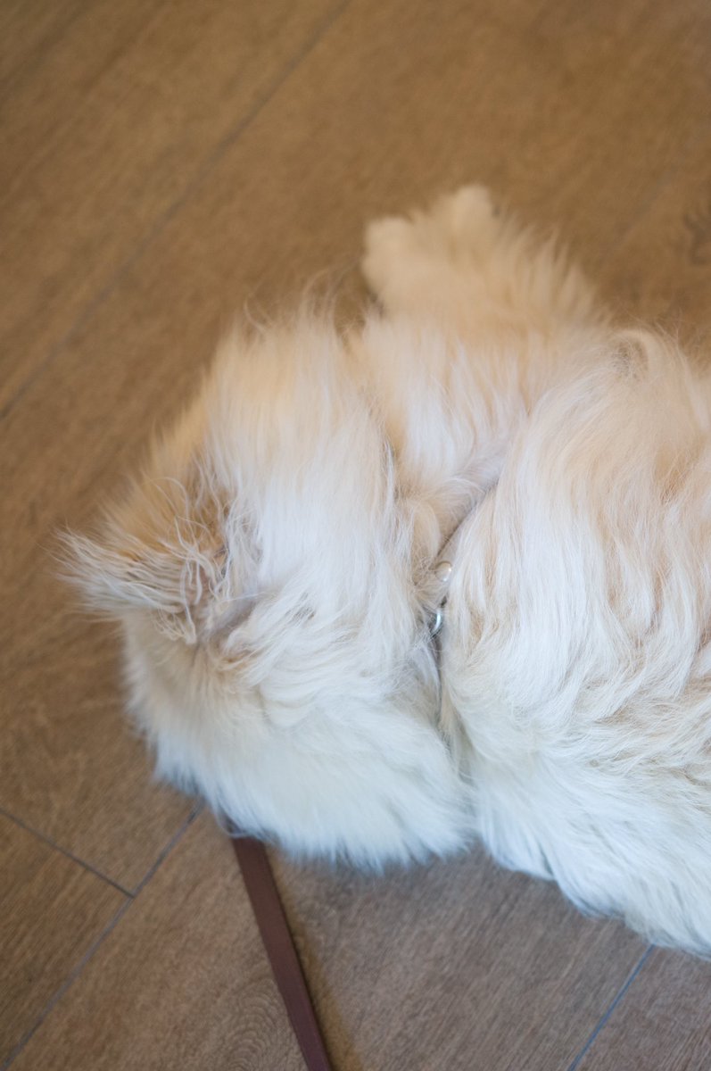 creamu's tweet image. 今日は新しく開拓した、ペットも行けるフレンチランチ。2月にできたばかりで、オーナーシェフも素敵な方で美味しく楽しめました。

#french #daikanyama #代官山ランチ