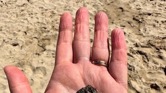 Save the SEAHORSE #Knysnaseahorses dlvr.it/TKhWcS