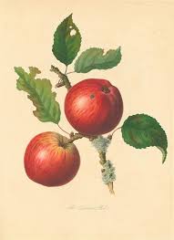 mariobianchi18's tweet photo. L’#11maggio 1838 moriva #ThomasKnight. Orticoltore britannico. Avviò la selezione della frutta, l'orticoltura sperimentale: studiò la fisiologia delle piante con esperimenti botanici. Fece studi sul movimento della linfa, sulla natura del cambio e sul fototropismo nei viticci. https://t.co/qB4bp8Ebzf