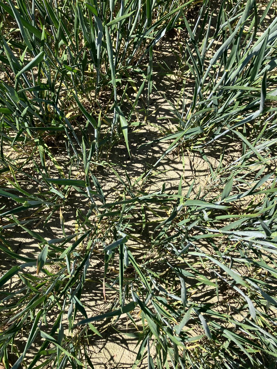 Beau de loin mais loin d’être beau 😩 
🌾 c’est reparti, après 2020 -2022 c’est maintenant #secheresse2025 ….
😜 <a href="/Grand_Nord_/">Grandnord</a> <a href="/SergeZaka/">Dr. Serge Zaka (Dr. Zarge)</a>