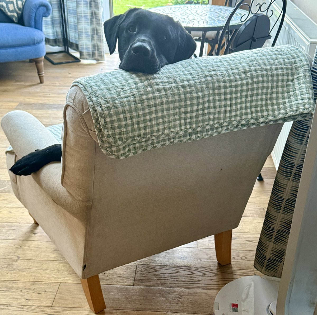 Happy Sunday Morning! Storm is wondering if I’m preparing his second breakfast! ❤️🐶