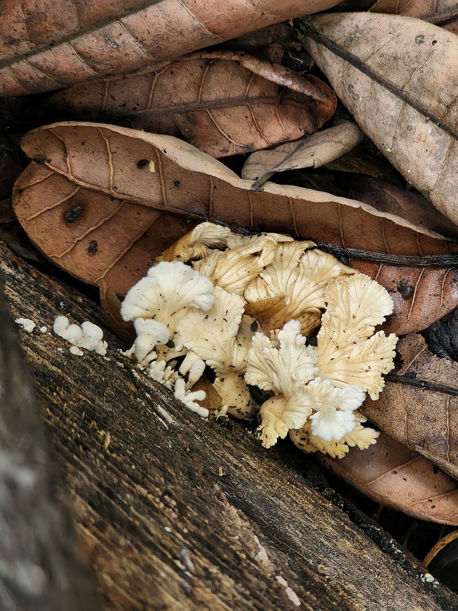 สวยยย 🧚🏻‍♀️✨️🍄‍🟫