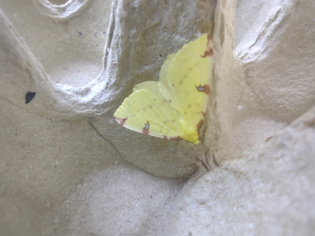 BirderChris's tweet photo. Quiet mothing night, probably still a bit cold. Hoping for better in the week. Pale Tussuck, male Buff Ermine, Heart and Dart, Brimstone. Also couple of Shuttle-shsped Darts https://t.co/guttJtWFJB