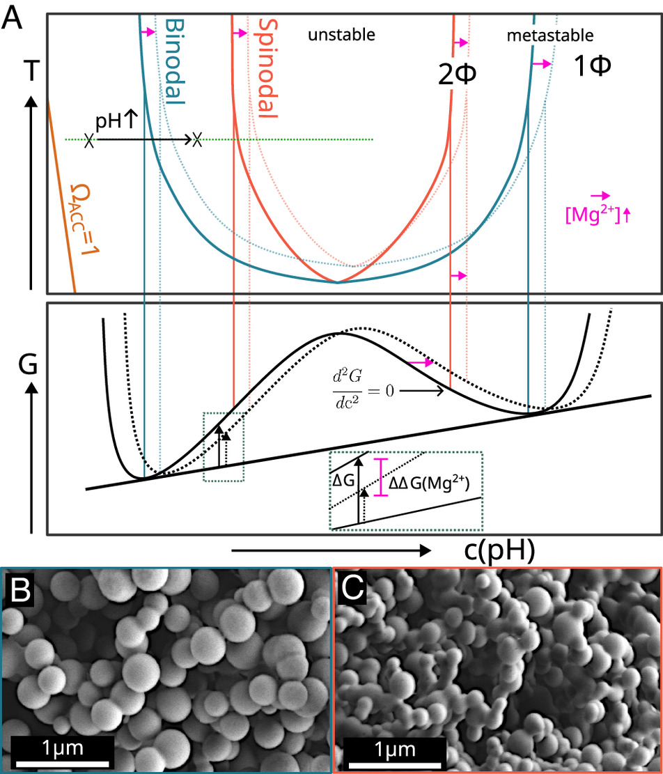 Pokroy Lab (@pokroy_lab) on Twitter photo 📰Our just-published <a href="/PNASNews/">PNASNews</a> study shows how Mg²⁺ and pH shifts impact ACC particle size distribution and growth—key to biomineralization. Led by <a href="/KuhrtsLucas/">Lucas Kuhrts</a> during his postdoc. Special thanks to <a href="/esrfsynchrotron/">European Synchrotron</a>! #OceanAcidification #PNAS
🔗pnas.org/doi/10.1073/pn… 📰Our just-published <a href="/PNASNews/">PNASNews</a> study shows how Mg²⁺ and pH shifts impact ACC particle size distribution and growth—key to biomineralization. Led by <a href="/KuhrtsLucas/">Lucas Kuhrts</a> during his postdoc. Special thanks to <a href="/esrfsynchrotron/">European Synchrotron</a>! #OceanAcidification #PNAS
🔗pnas.org/doi/10.1073/pn…