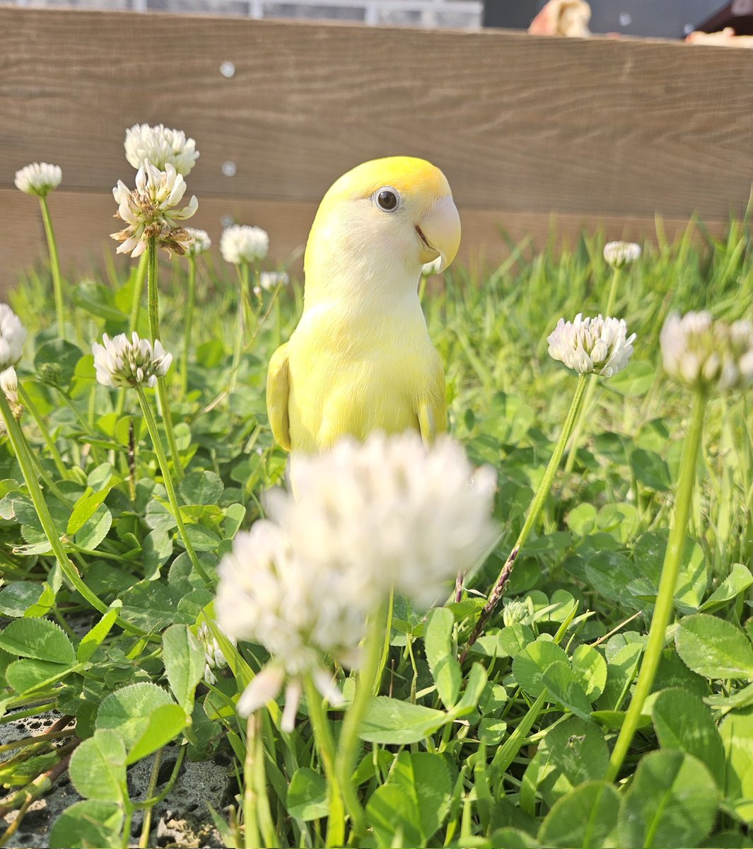 사랑스러운 생강공주💛
오늘은 꽃밭에서 잠깐의 나들이를 즐겼어요🍀🌿