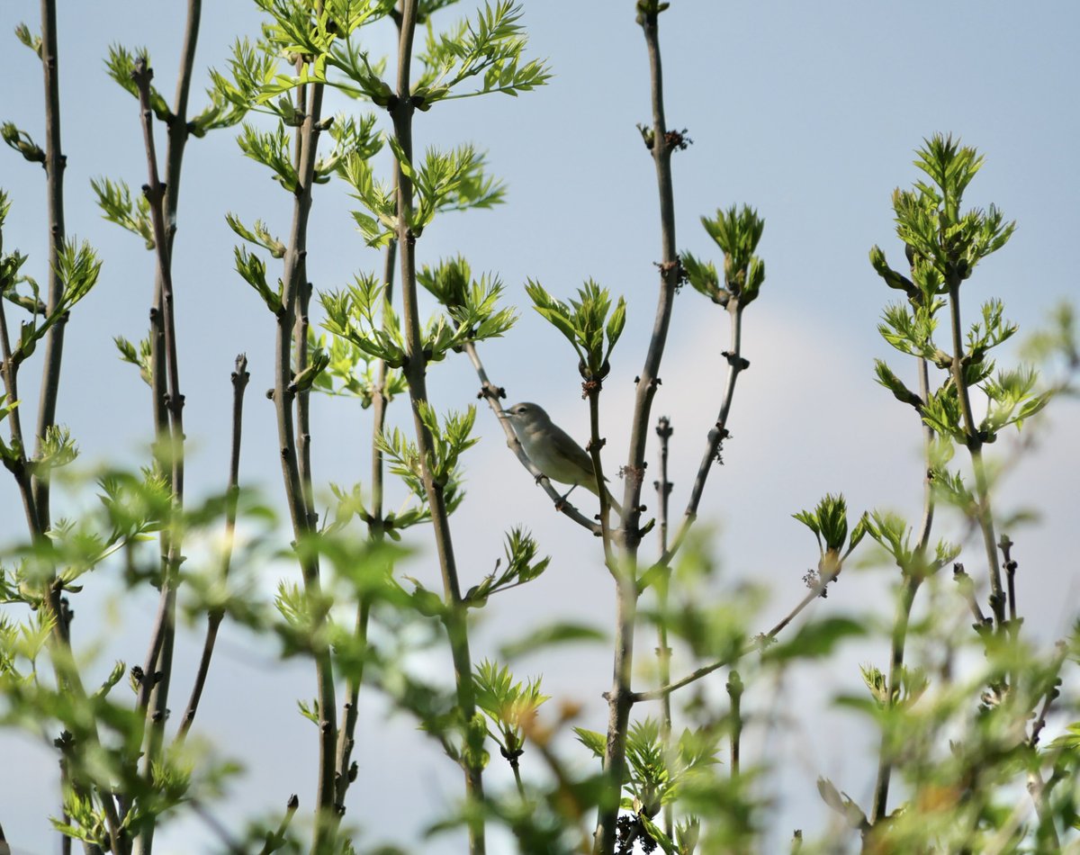 Gary Flakes (@flako1959) on Twitter photo There seems to be more confiding Garden Warblers around this year; perhaps itâs down to the weather?
A treat to see this showy bird <a href="/NosterfieldLNR/">Nosterfield Nature Reserve</a> yesterday belting out his âbabbling brookâ song. There seems to be more confiding Garden Warblers around this year; perhaps itâs down to the weather?
A treat to see this showy bird <a href="/NosterfieldLNR/">Nosterfield Nature Reserve</a> yesterday belting out his âbabbling brookâ song.