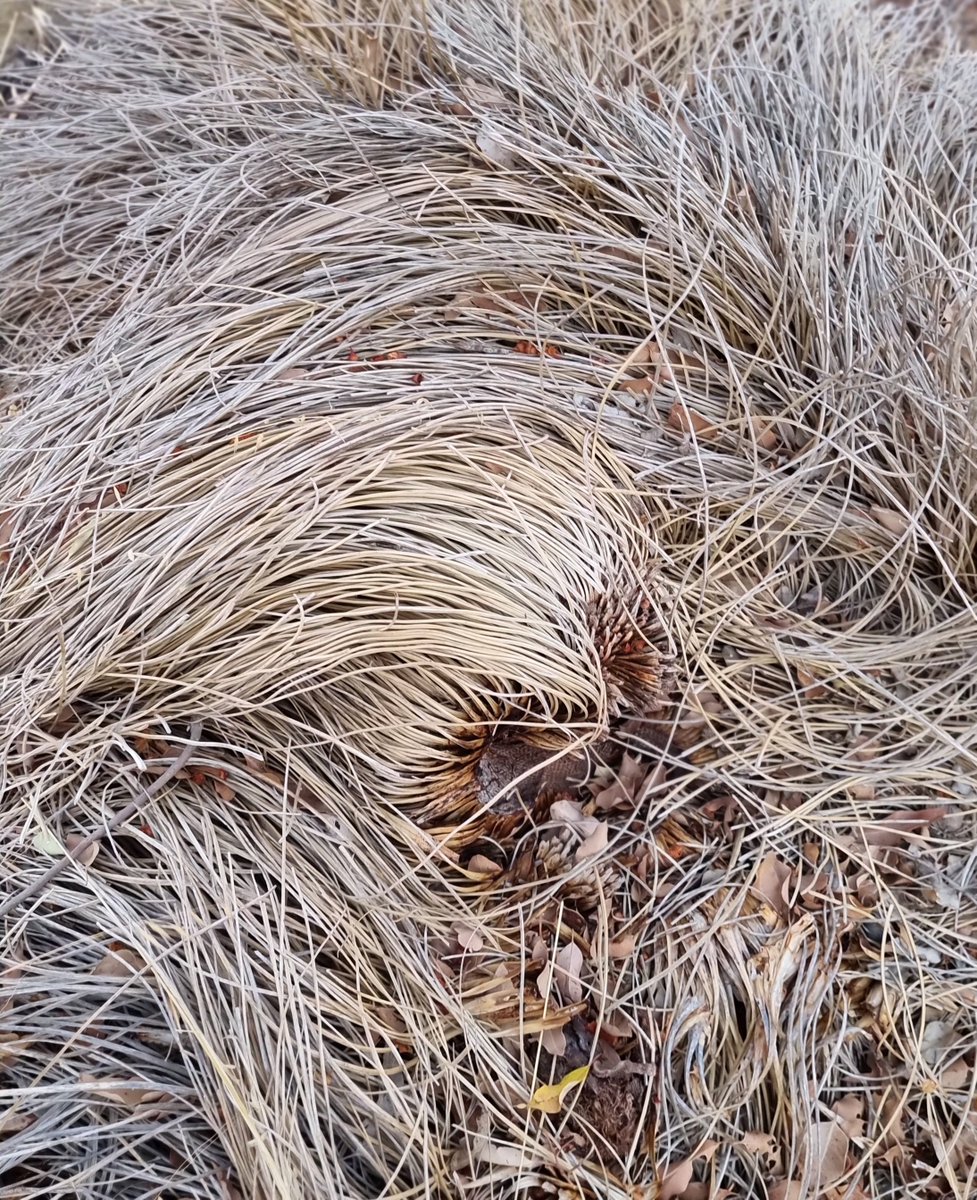 mudd_cloudy's tweet photo. Remains of a #grasstree https://t.co/q6QDJPieCh