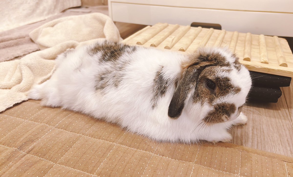 USAGINOUSAJI's tweet image. 🐶 ぼさぼさにされた…

#うさぎがいる暮らし