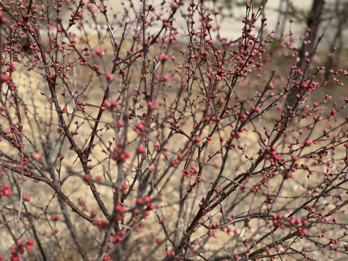 Ургасан шиг ургана аа, 
цэцэглэсэн шиг цэцэглэнэ ээ…