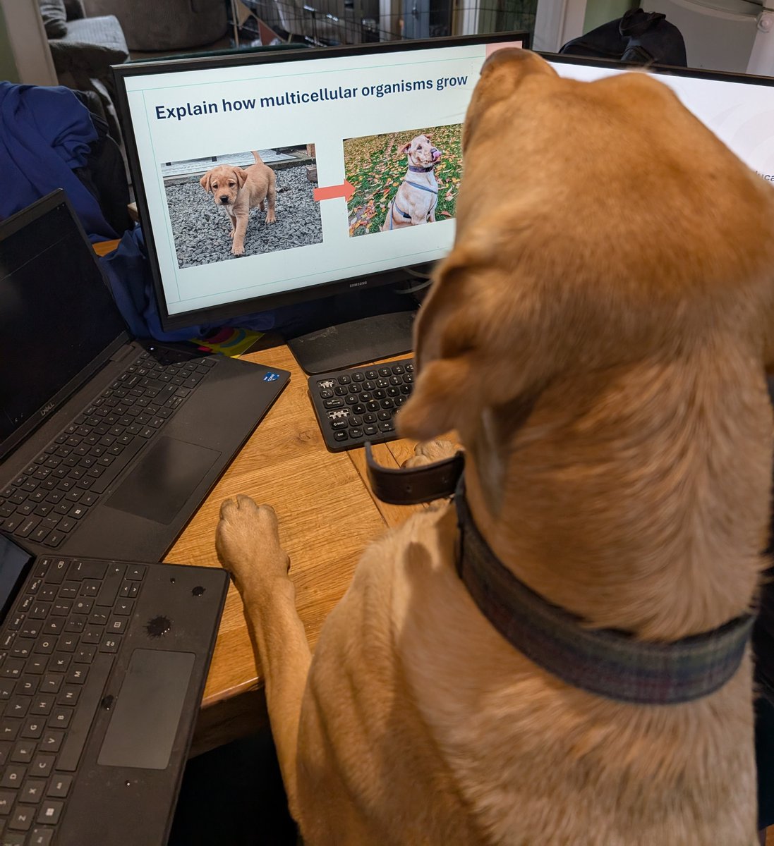 MrDMosby's tweet image. Albie is helping me with some work today.

#EduTwitter