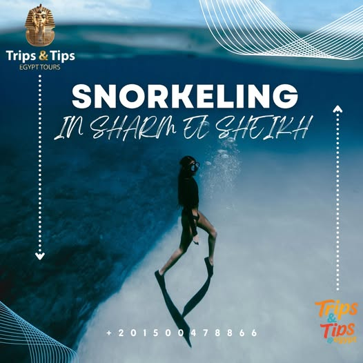 TRIPS_TIPS11's tweet photo. π Dive into the magic of Sharm El Sheikh! π
Snorkel through vibrant reefs, swim with exotic fish & enjoy boat trips to Ras Mohammed or Tiran Island.
Book now: 01500478866
π https://t.co/TeO5Fd8mmY
#SnorkelingSharm #RedSeaAdventure #DiscoverEgypt https://t.co/UquQv8f38z