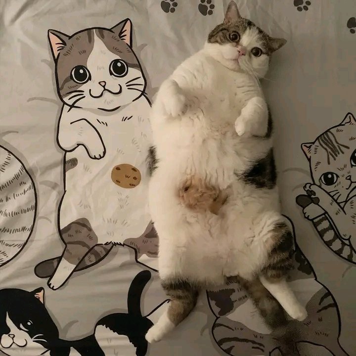 nocontextscats's tweet photo. Life imitates art https://t.co/Q16DnoODxs