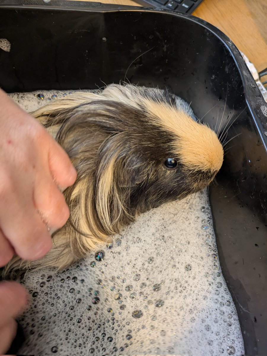 A very disgruntled Evee pig, having a bath