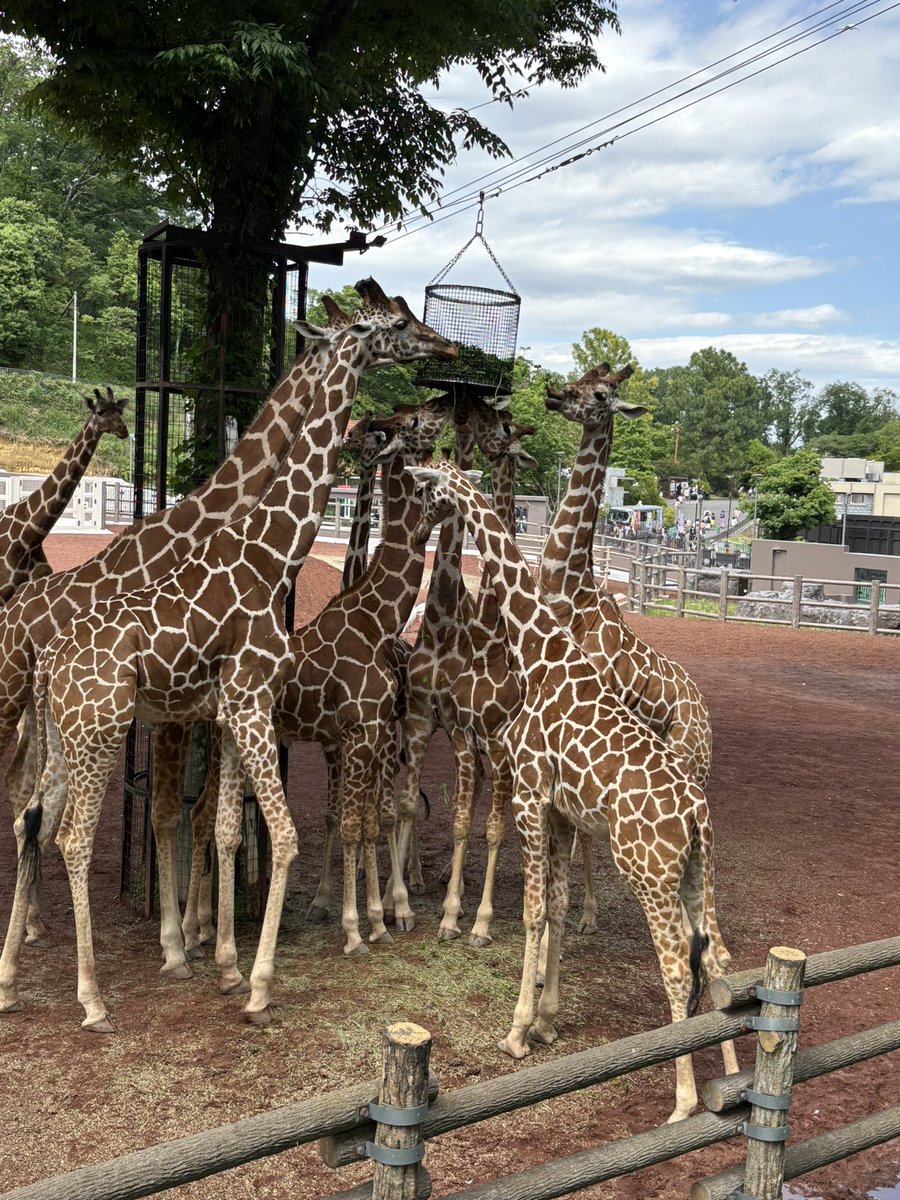 i_KB88's tweet photo. 多摩動物公園へ！
残念ながらサイの親子は見れませんでしたが、キリン達の食事やウォークインバードケージ内で雛鳥の世話や巣作りを身近で見れたのは良かったです♪
締めは高幡不動のびんびん亭でフィニッシュ！ https://t.co/XTpPSQtPHI