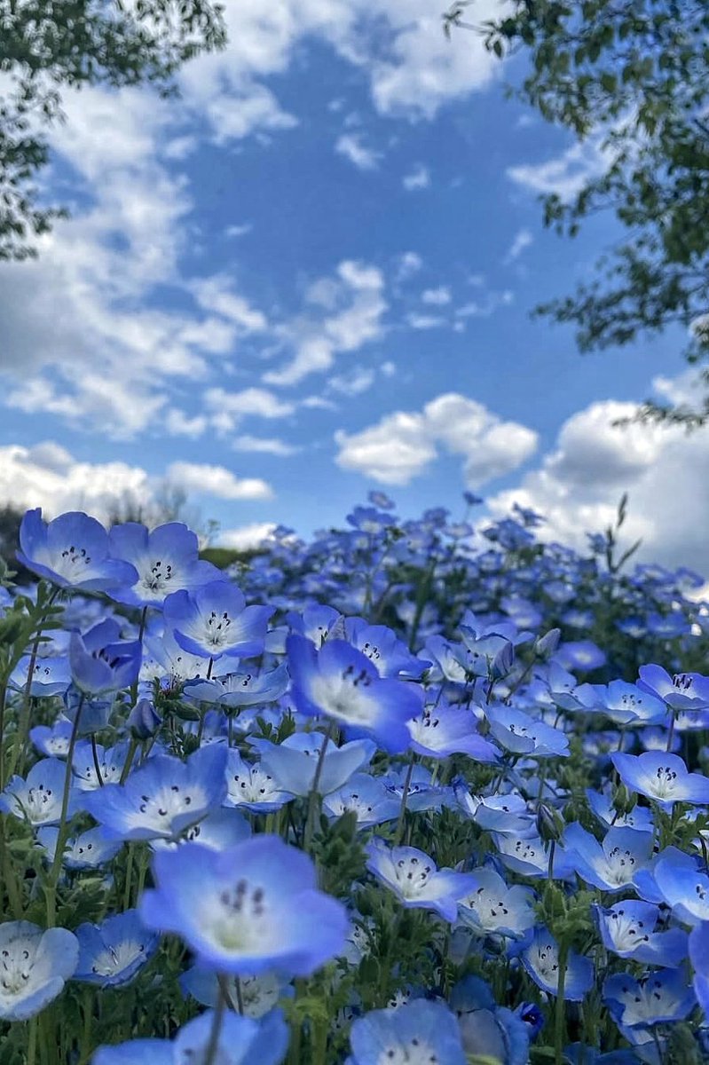 daicek1021extra's tweet photo. 群蒼(⁠◕⁠ᴗ⁠◕⁠✿⁠) https://t.co/vsHrjAkHKF