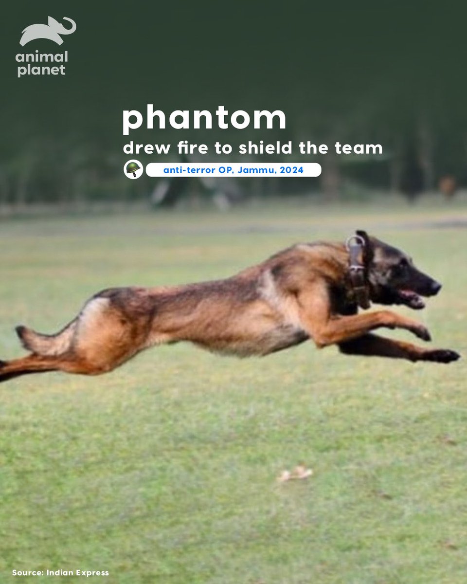AnimalPlanetIn's tweet image. They weren’t just dogs.
They were soldiers. Heroes. Family.
From Kent to Mansi, Phantom to Axel - India salutes her four-legged warriors.
🐾🇮🇳

#ArmyDogs #CanineHeroes #FallenButNotForgotten #IndianArmy #K9Bravehearts
#AnimalPlanetIn #AnimalPlanetIndia #AnimalPlanet