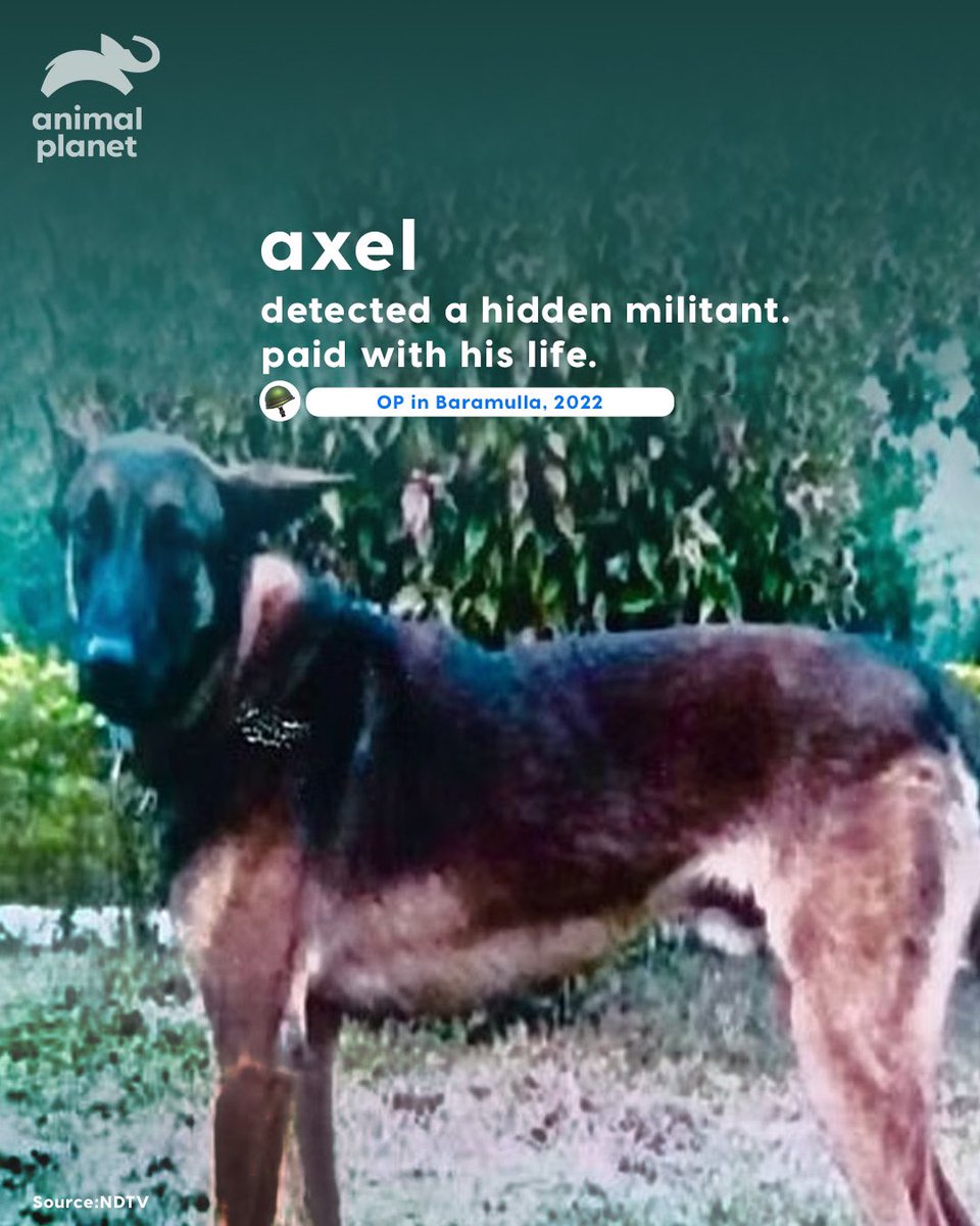 AnimalPlanetIn's tweet image. They weren’t just dogs.
They were soldiers. Heroes. Family.
From Kent to Mansi, Phantom to Axel - India salutes her four-legged warriors.
🐾🇮🇳

#ArmyDogs #CanineHeroes #FallenButNotForgotten #IndianArmy #K9Bravehearts
#AnimalPlanetIn #AnimalPlanetIndia #AnimalPlanet
