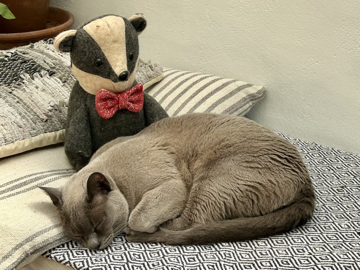 It’s a lovely warm day here. I’m snoozing in the conservatory. Mr Badger is making sure that I’m not disturbed. #happycat #warmday #napping