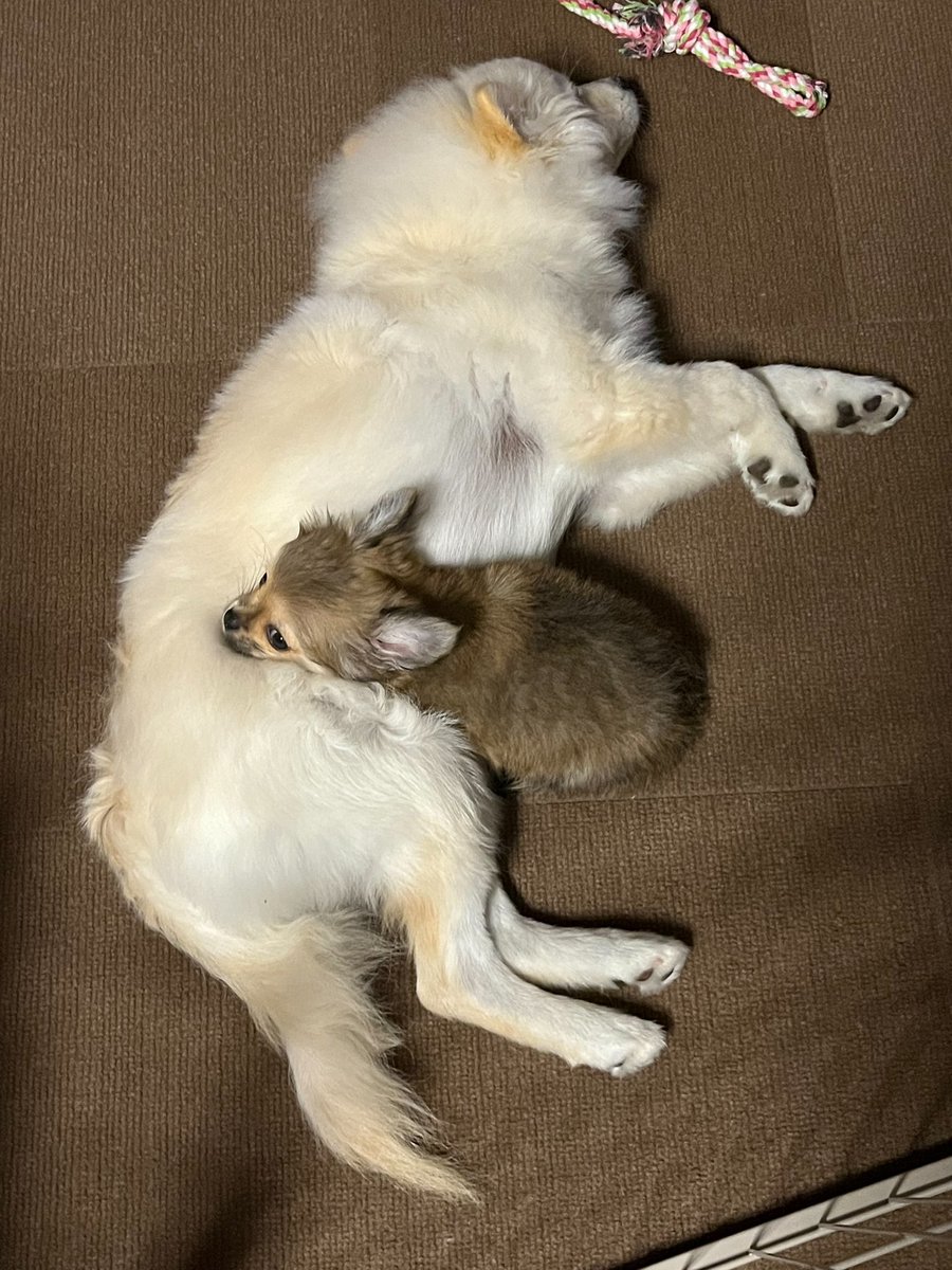 最近お迎えしたばかりなのに…
もう仲良しなおもちときなこです♪
一緒に寝てる姿とか微笑ましい笑笑
これからも仲良くしてほしいですね🎵
 #子犬 #ポメラニアンパピー #チワワパピー  #多頭飼い初心者