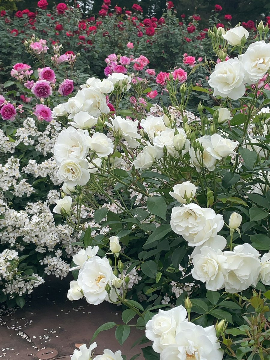 満開の薔薇が綺麗で可愛くて癒された♡