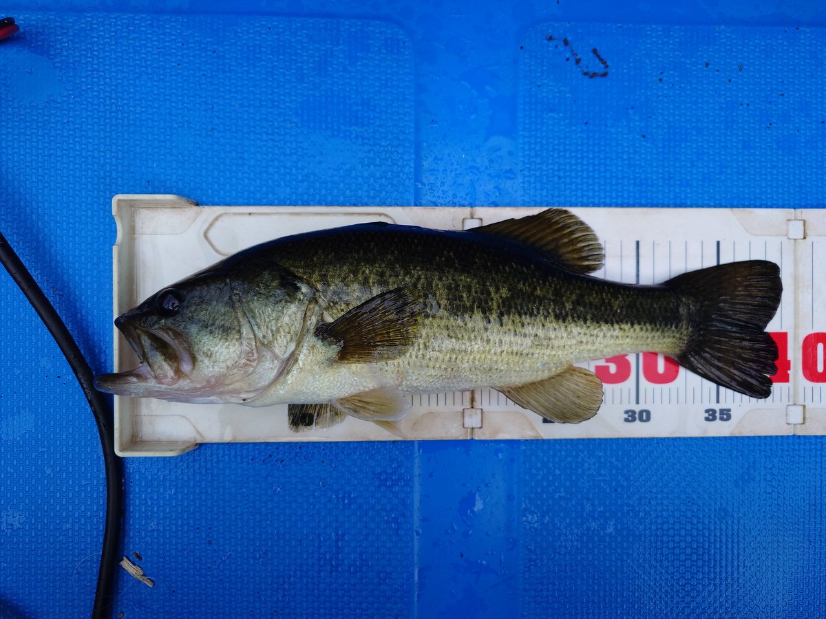 三島ダム　5月5日　小バス番外編
計測写真
無念サンキューだったものの、小生にとってはうれしい一匹。
OSPの新作・マグナムタドポリー…
おっと、いけね。ダックビルで釣りました。かなりの可能性を感じていて発売当初から使い続けてきましたが、本日、ようやく初日です！