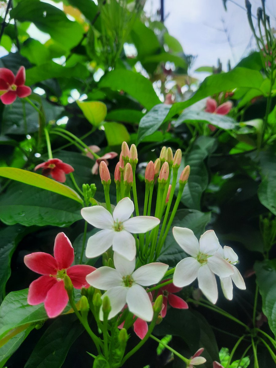 Después que  llueve en mi Campo..
Las plantas agradecen con sus hermosas flores ...