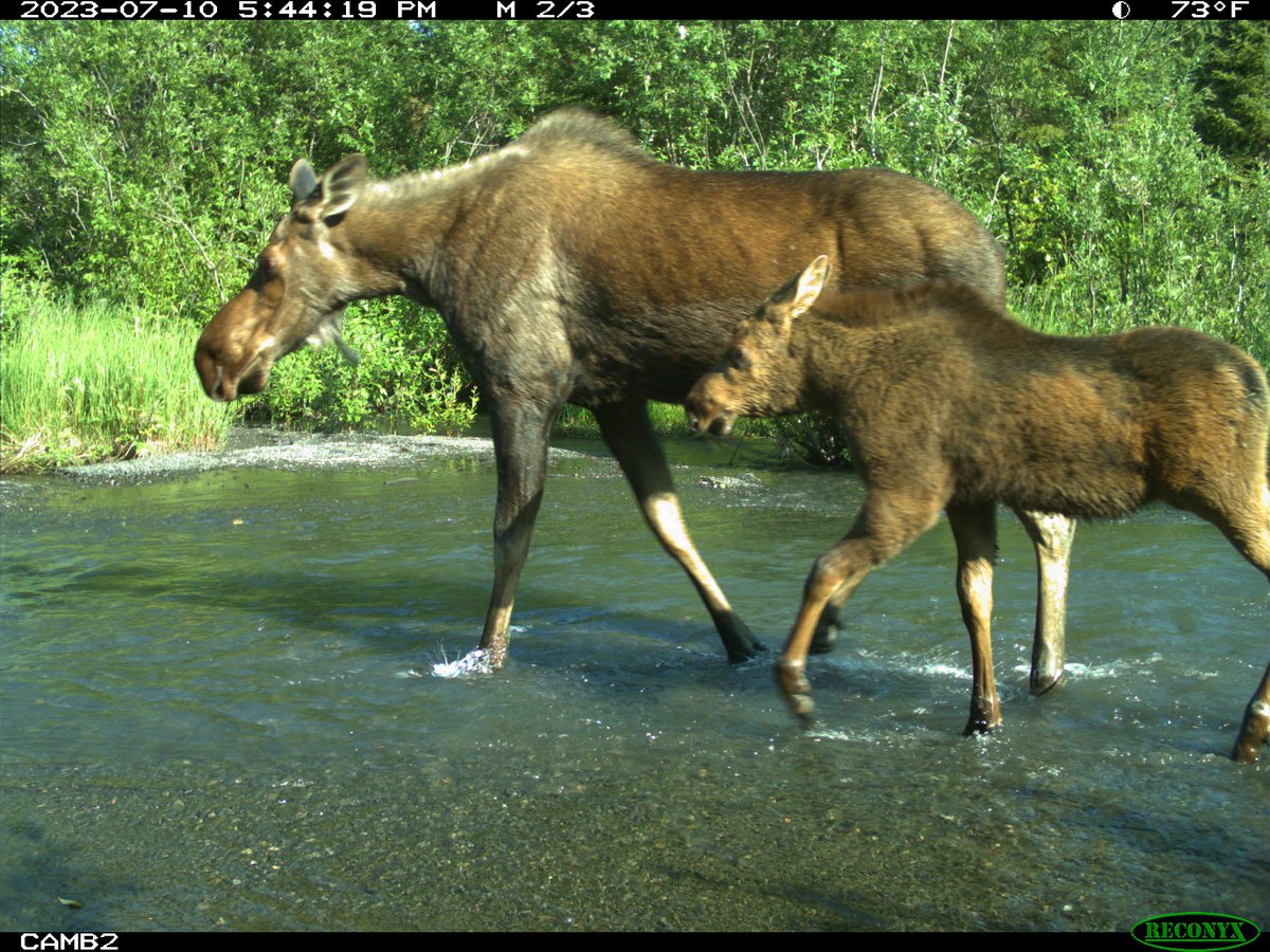 Happy Mother's Day to all the wild moms out there! 

Since 2019, wildlife monitoring program SnapShot USA has captured photos throughout the nation, including some great shots of animal mothers and their young. Besides showing off adorable baby animals, these images help our