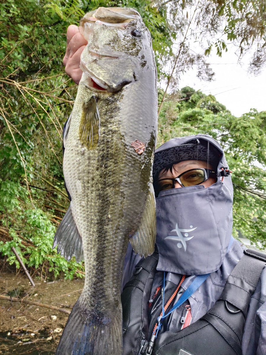 三島ダム　5月6日
今日も意地の「アンチ・サイト」「アンチ・フィネス」！
時期的にシャローのサイトフィッシャーマン、フィネスの皆さまの釣果に圧倒される週末が続いておりますが、3/4ozフラットバックジグ＋ジャンボポークフロッグでの水揚げ。自分的にも納得の1本。
ってか、本日コイツのみw