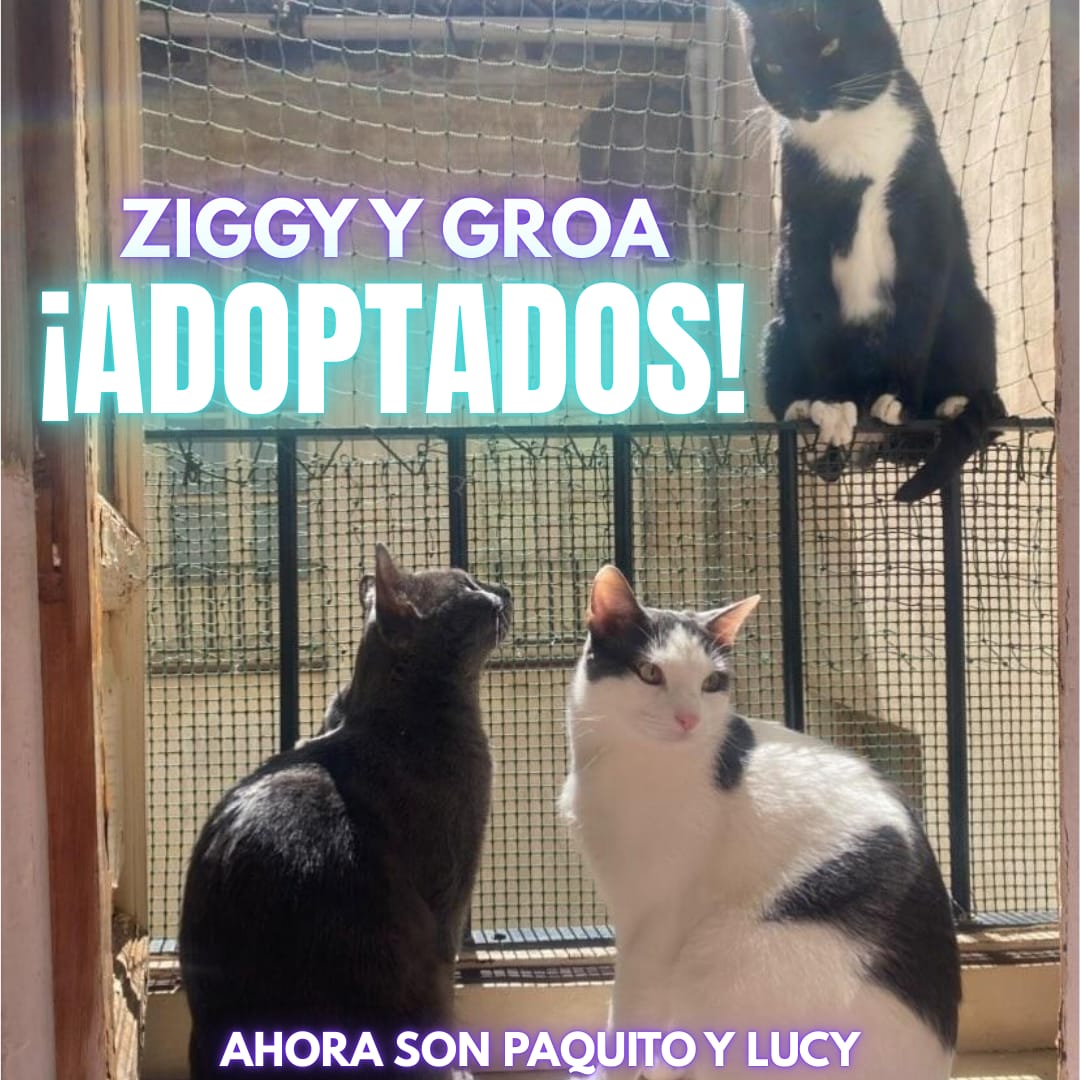 Felinos_Gabias's tweet photo. ๐๐ #ZIGGY Y #GROA AHORA SON PAQUITO Y LUCY ๐๐ #ayuda #granada https://t.co/pINEIyA9aX