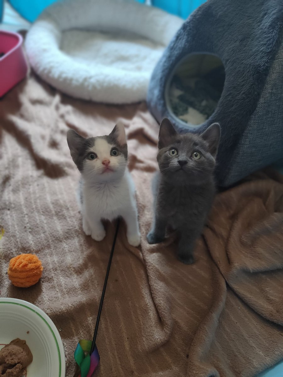 Felinos_Gabias's tweet photo. ๐๐ #ZIGGY Y #GROA AHORA SON PAQUITO Y LUCY ๐๐ #ayuda #granada https://t.co/pINEIyA9aX