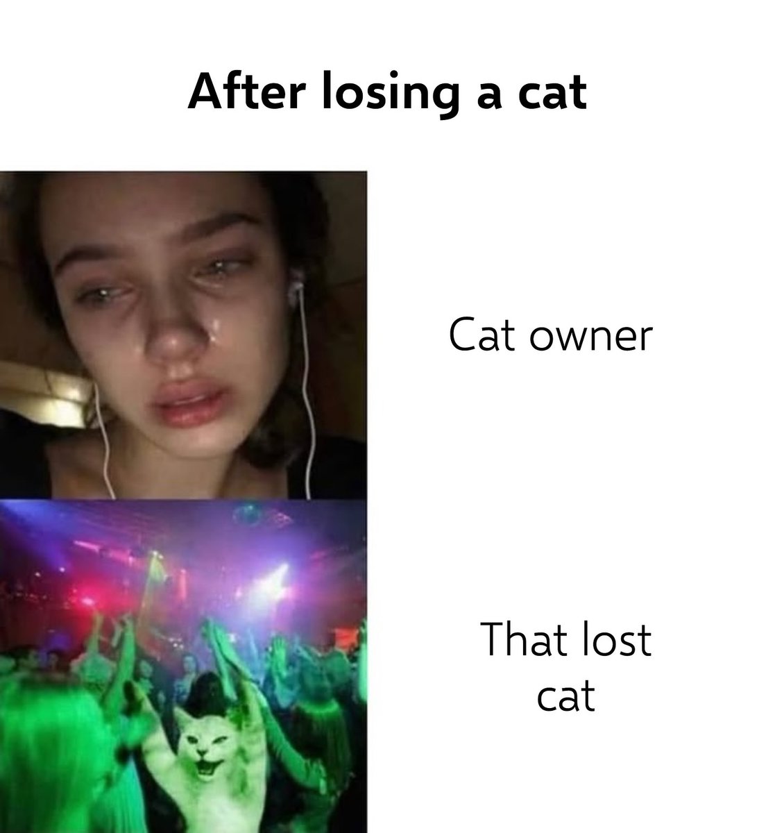 Cats Cure Depression tweet media