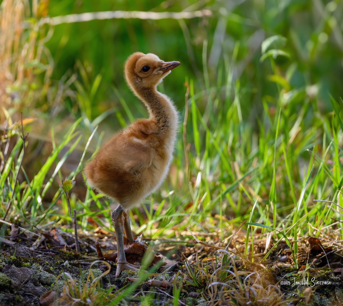 James Siatczynski (@jsiatczy) on Twitter photo Kensington Metropark, Milford, MI
<a href="/PureMichigan/">Pure Michigan</a> <a href="/NikonUSA/">NikonUSA</a> <a href="/MichiganDNR/">Michigan Department of Natural Resources</a> <a href="/MIMetroparks/">Metroparks</a> <a href="/USFWSMidwest/">Archived: USFWS Midwest Region</a> <a href="/OakGov/">Oakland County</a> <a href="/LivCoGov/">Livingston County</a> #kensingtonmetropark #sandhillcrane Kensington Metropark, Milford, MI
<a href="/PureMichigan/">Pure Michigan</a> <a href="/NikonUSA/">NikonUSA</a> <a href="/MichiganDNR/">Michigan Department of Natural Resources</a> <a href="/MIMetroparks/">Metroparks</a> <a href="/USFWSMidwest/">Archived: USFWS Midwest Region</a> <a href="/OakGov/">Oakland County</a> <a href="/LivCoGov/">Livingston County</a> #kensingtonmetropark #sandhillcrane