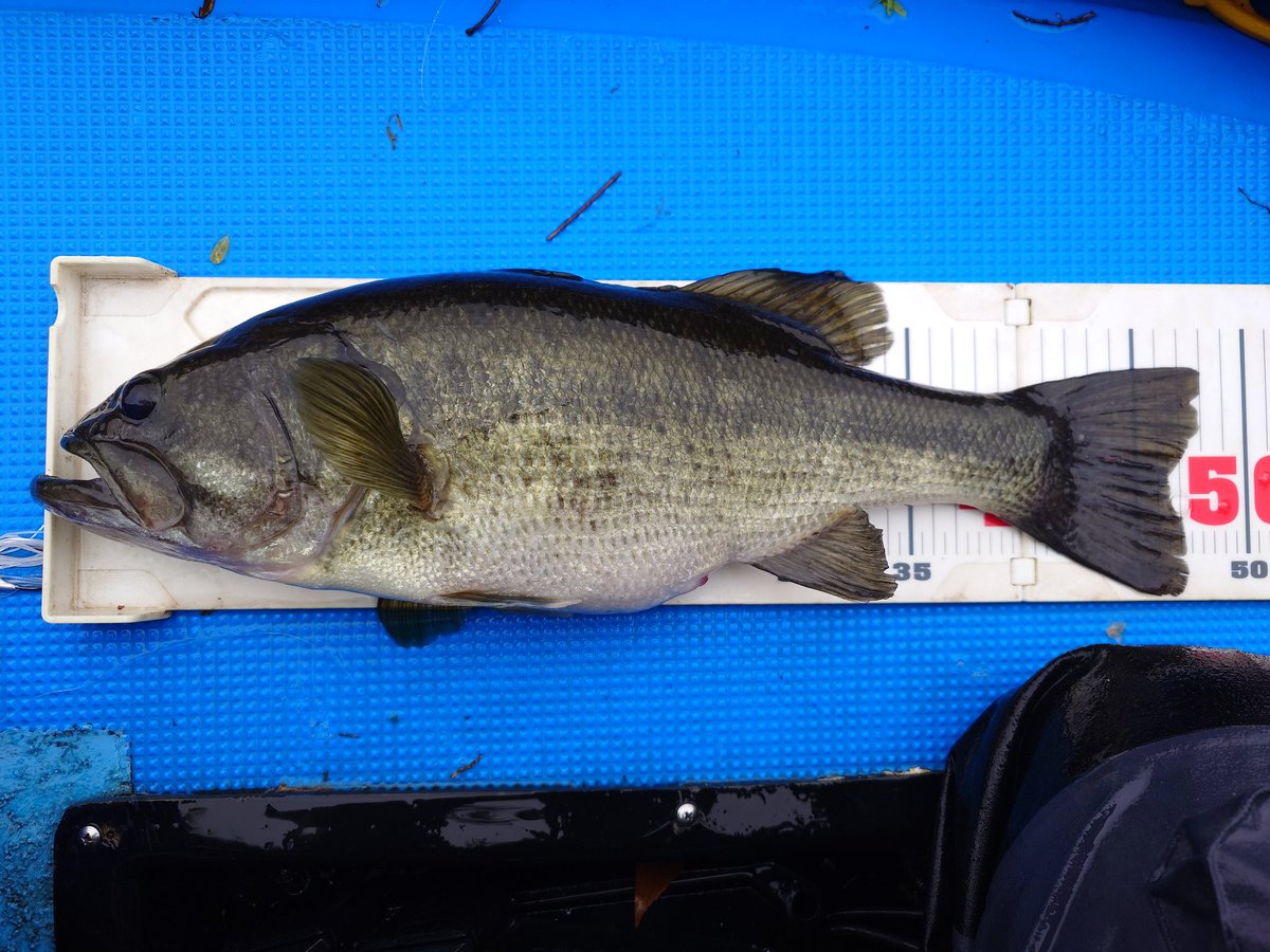 三島ダム　5月6日
計測写真
ヨンパチくん。
お腹もパンパンでございました。
今年期待のワゴンセールフラットバックジグ。お値段税込み286円也で大人買い（ただし安売りは3/4ozと1ozのみ）。
なかなかいい仕事します！