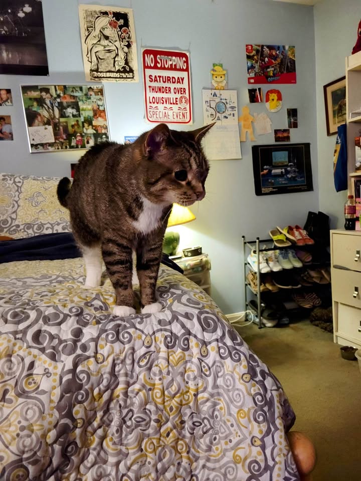 I lost my kitty sisfur, Boo Radley on Friday. Although we didn't always get along, I'll miss chasing her around the house. #otrb #kitty #TollerStyle