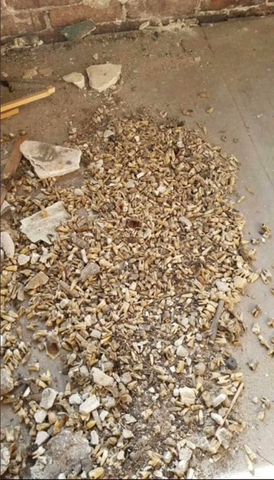 1️⃣1️⃣
Dientes humanos encontrados en la pared de la casa de un dentista... Mitad del Siglo XX