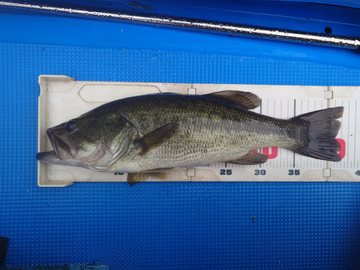 三島ダム　5月10日
計測写真
42cm。エスケープツイン12gテキサス。
他、同ルアーでもう1本の合計2本。
1秒間に16連射する高橋名人は軽く30本以上は釣ったものと思われます！