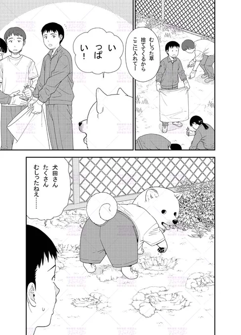 学校の草むしりを頑張る女の子の漫画です (1/2)
#犬田さん漫画 