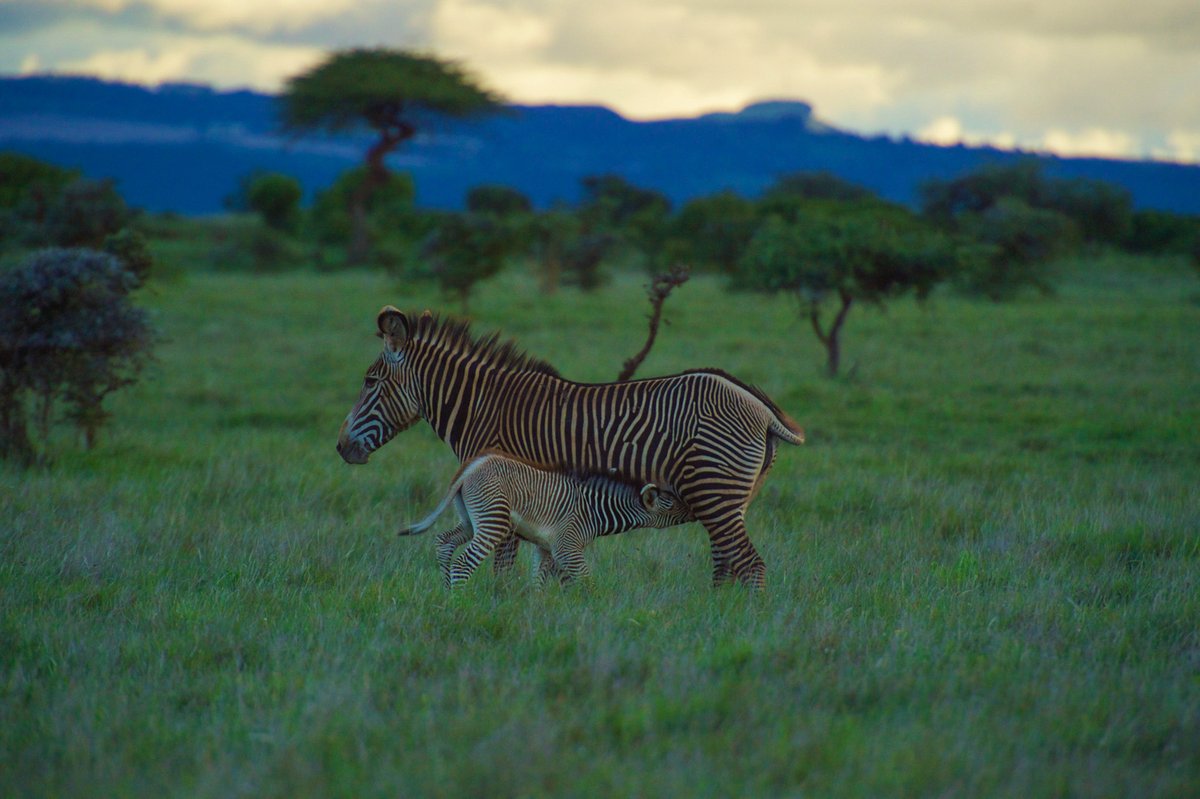 Lewa Wildlife Conservancy (@lewaconservancy) on Twitter photo Happy Mother’s Day to all the wonderful mothers. We are who we are because of your love, strength, and endless support. Thank you for everything you do!
📸<a href="/MartinBuzora/">Martin ₿uzora</a>
#MothersDay2025 Happy Mother’s Day to all the wonderful mothers. We are who we are because of your love, strength, and endless support. Thank you for everything you do!
📸<a href="/MartinBuzora/">Martin ₿uzora</a>
#MothersDay2025