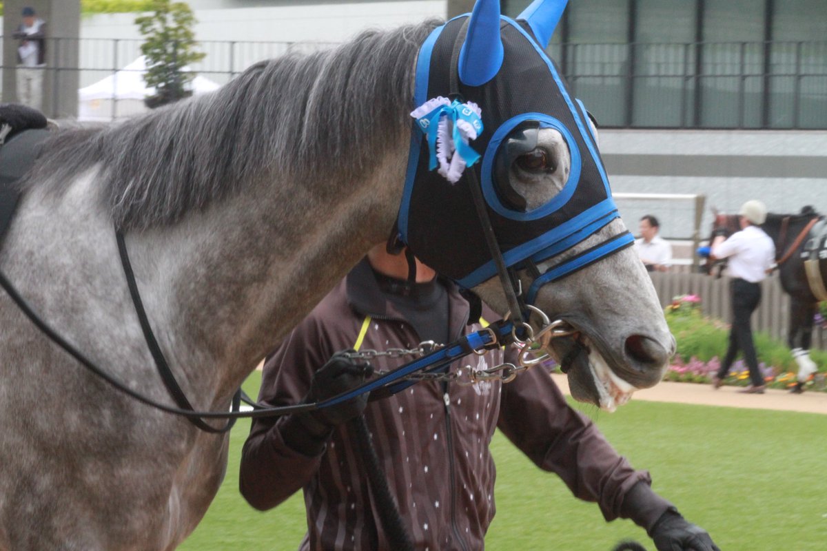 5umauma's tweet photo. 5.11🐴京都

イヤサカちゃん🎀今日もかわいかった❕お疲れ様です❕ https://t.co/on3KCSekuL