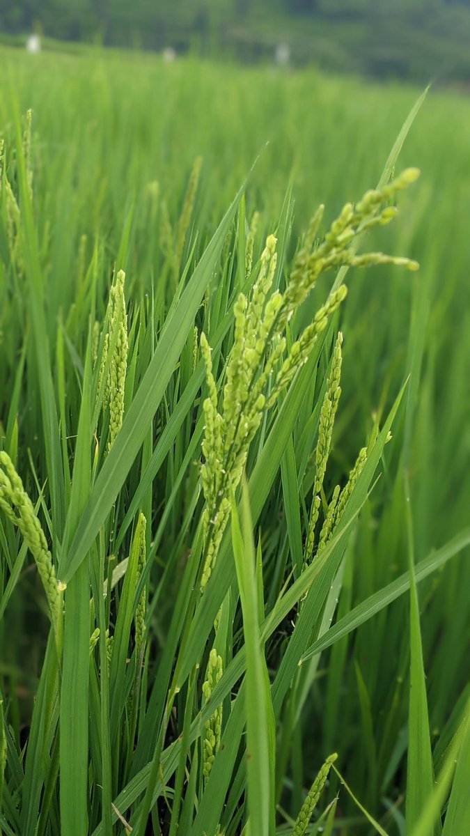 Salus_in_fuga's tweet photo. Exciting progress on the farm! 🌾 The  rice has reached the flowering stage ; one of the most delicate and important phases. 
Now it marks the beginning of 2 months of intense bird guarding to protect the future harvest. Every grain counts! 
#RiceFarming 
#AgLife 
#FoodSecurity https://t.co/YIZTZMAf3U