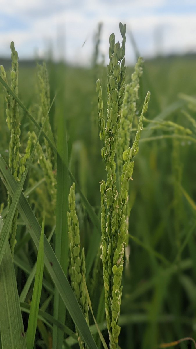 Salus_in_fuga's tweet photo. Exciting progress on the farm! 🌾 The  rice has reached the flowering stage ; one of the most delicate and important phases. 
Now it marks the beginning of 2 months of intense bird guarding to protect the future harvest. Every grain counts! 
#RiceFarming 
#AgLife 
#FoodSecurity https://t.co/YIZTZMAf3U